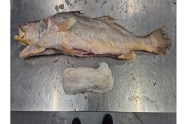 Ruim 300 kilo cocaïne aangetroffen in bevroren vis