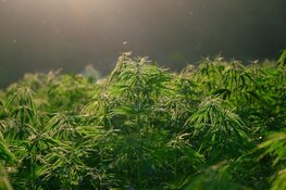 Niet-Europese hennep is gat in de markt voor Nederlandse drugscriminelen
